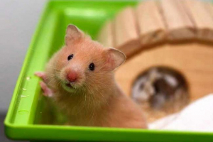 Ніж ви можете і не можуть годувати сирійських хом'яків? Ніж ви можете і не можуть годувати сирійських хом'яків?